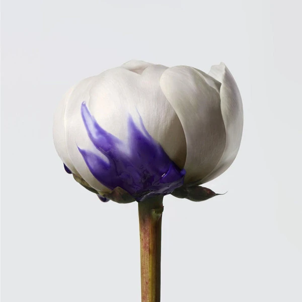 Shampoing Violet Anti Mauvais-reflets Yubi Blonde Shu Uemura 300ML 6 Shampoing Violet Anti Mauvais-reflets Yubi Blonde Shu Uemura 300ML – Image 4